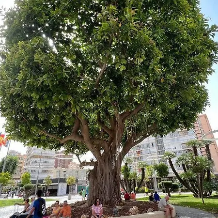 Apartamento Apartamento Céntrico Y En Primera Línea De Playa Benidorm